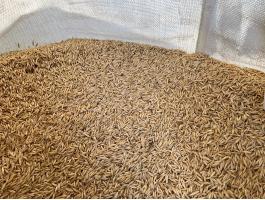 Zab 2025-ös termés big bag zsákban