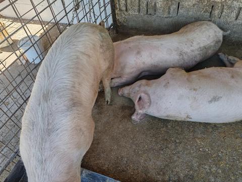 Magyar nagyfehér sertések