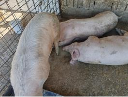 Magyar nagyfehér sertések