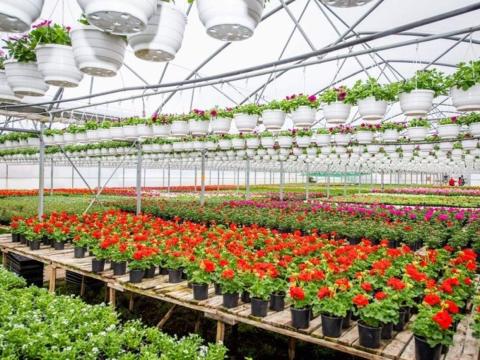 Eladó virágkertészet