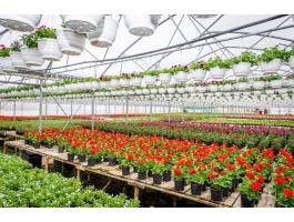 Eladó virágkertészet