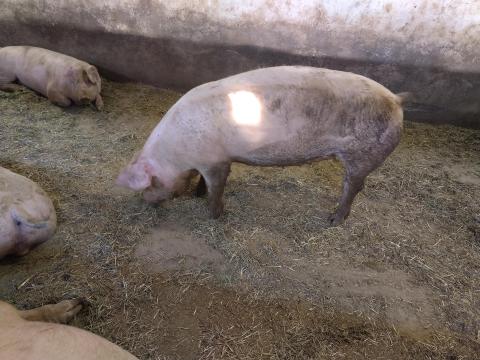 Eladó lapály kocasüldők