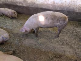 Eladó lapály kocasüldők