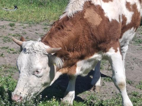 Eladó vemhesítés előtt álló magyartarka üsző