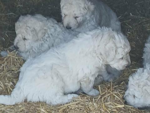 Kuvasz szuka kutyák gazdát keresnek