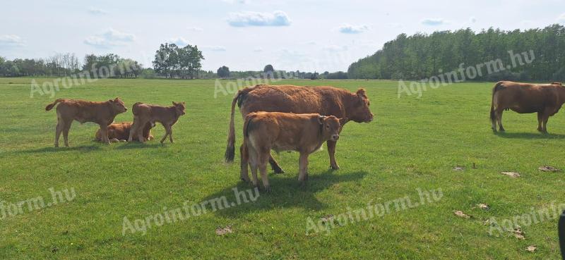 Limousin borjak eladok