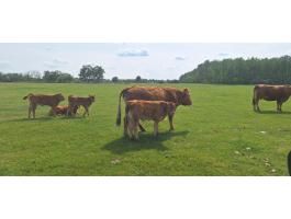 Limousin borjak eladok