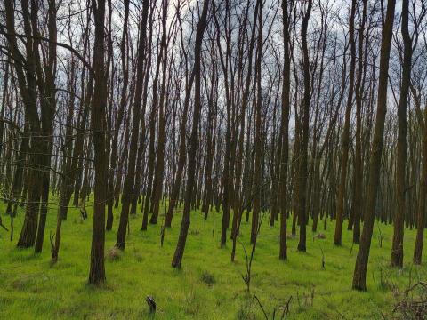 Vágható akácerdő eladó