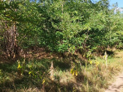 Nyársapát- erdő eladó