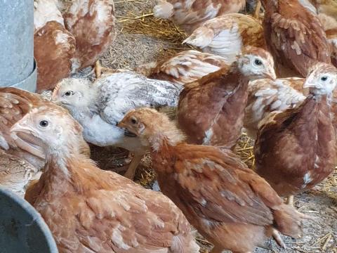 Tanyasi előnevelt csirke eladó