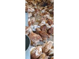 Tanyasi előnevelt csirke eladó