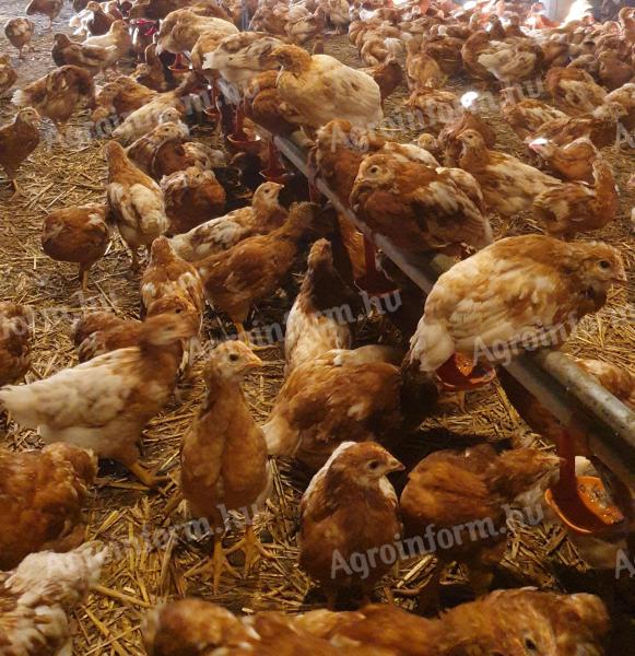 Előnevelt tojóhibrid eladó