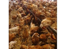 Előnevelt tojóhibrid eladó