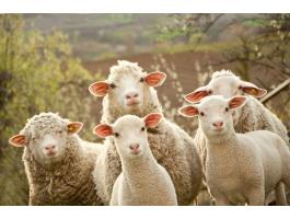 Tapasztalt juhászt keresünk családi gazdaságba (szállás biztosított)