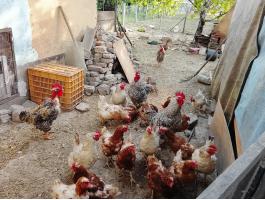 Eladó baromfiállomány