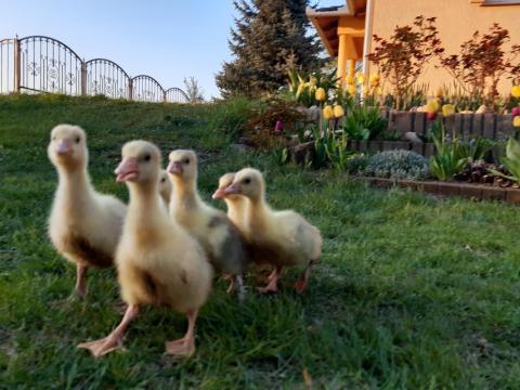 Lúd kisliba liba naposliba kecskeméten