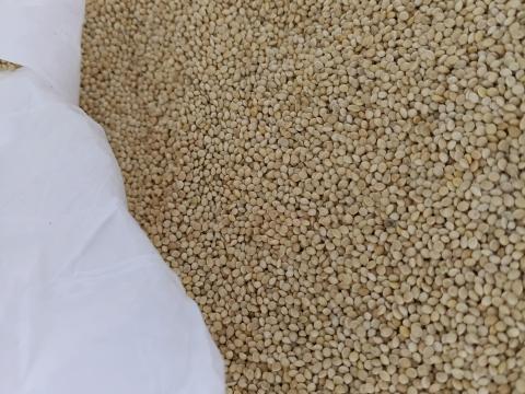 Fehér köles vetőmag tisztaságú eladó