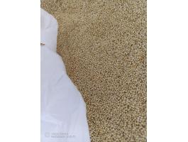 Fehér köles vetőmag tisztaságú eladó