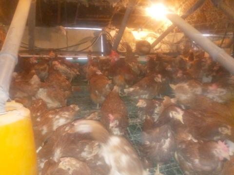 Vörös tollú tojótyúkok