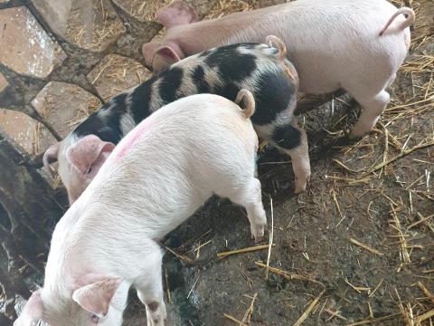 Eladó 3 db szép malac