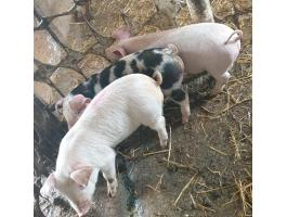 Eladó 3 db szép malac