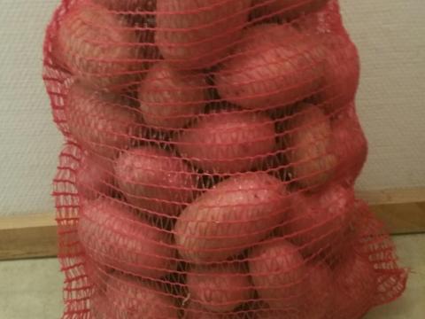 Burgonya Kleopátra tarlóban,  fémzárolt gumóból termelt