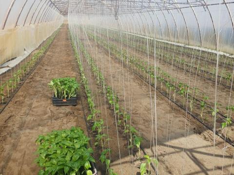 Mezőgazdasági munkát vállalunk