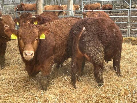 Tenyészbikak limousin