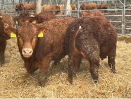 Tenyészbikak limousin