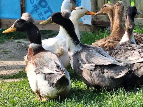 1 éves tojó kacsák és gácsérok eladók,  búbos példányok is