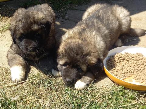 Kaukázusi kan kölykök