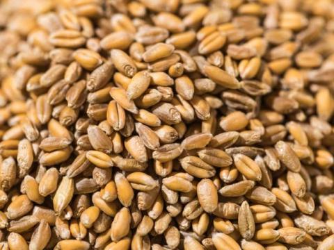 Eladó takarmány búza