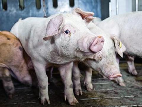 Állatgondozó állást keresünk