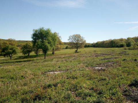 Eladó legelő és erdő Ládbesenyőn