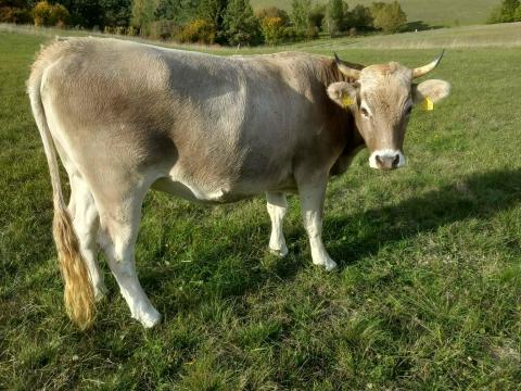 Kárpáti borzderes tehén
