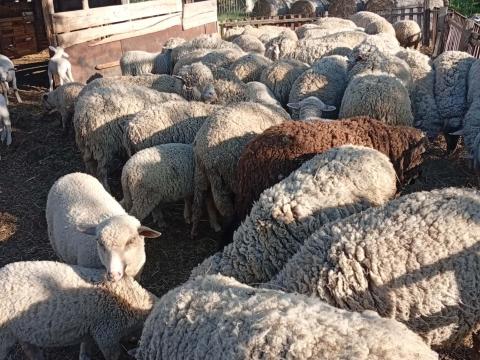 Hasas és fias birkák