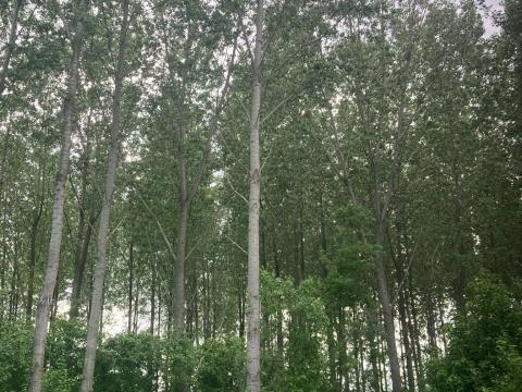 Eladó 3,02 ha erdő Tolnán földdel együtt