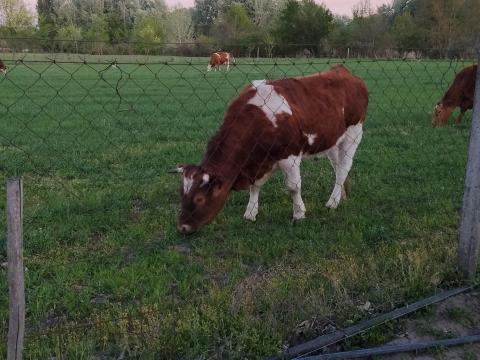 Eladó magyartarka üsző