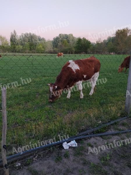 Eladó magyartarka üsző