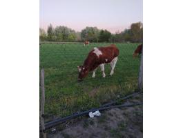 Eladó magyartarka üsző