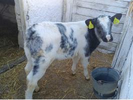 Húshasznú borjak eladóak!