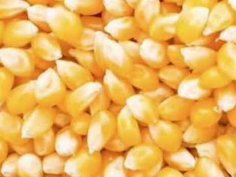 Kukorica eladó tárolóból