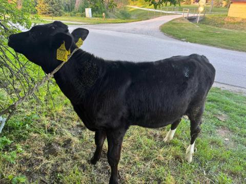 Eladó holstein-fríz választott bika borjú