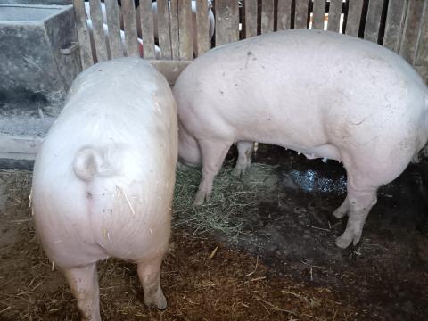 Eladó 2db húsjellegű hízó