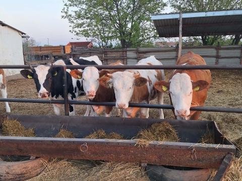 Növendék üszők eladók