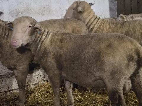 Magyar merinó kos eladó