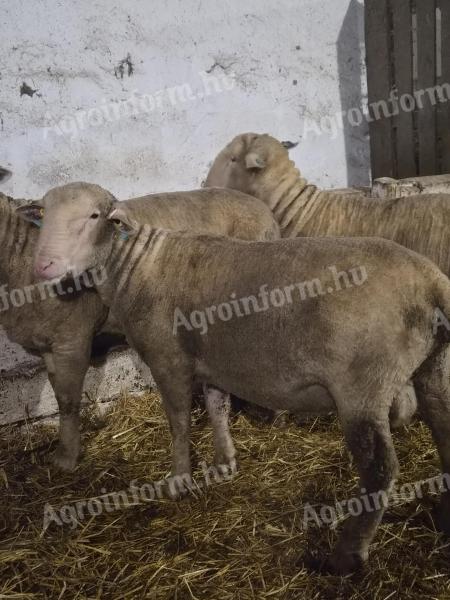 Magyar merinó kos eladó