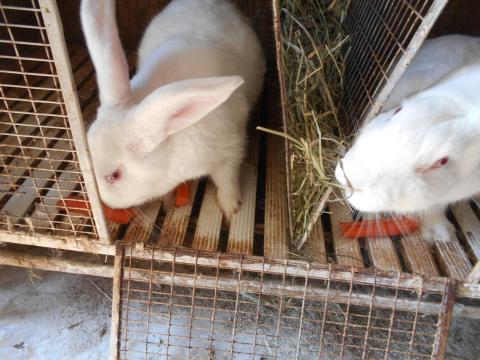 Pannon fehér XXL méretű nyulak! Tolnanémedi,  Tolna vármegye