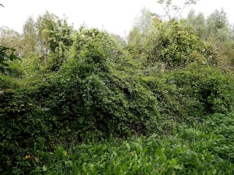 18 hektár rét, legelő (bokrosodott terület) eladó