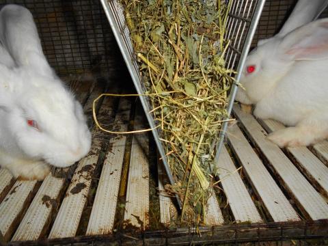 Pannon fehér XXL méretű nyúl! Nővendék, vemhes nőstények, fiatal anyák, kész bakok